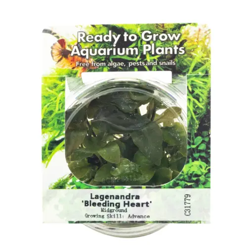 RTG Lagenandra Bleeding Heart