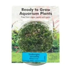 RTG Ludwigia arcuata