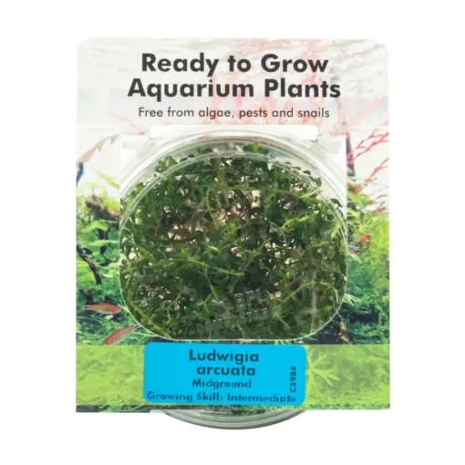 RTG Ludwigia arcuata