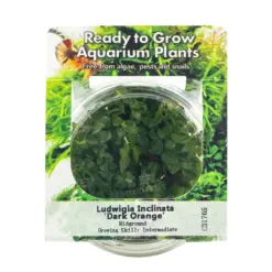 RTG Ludwigia inclinata Dark Orange