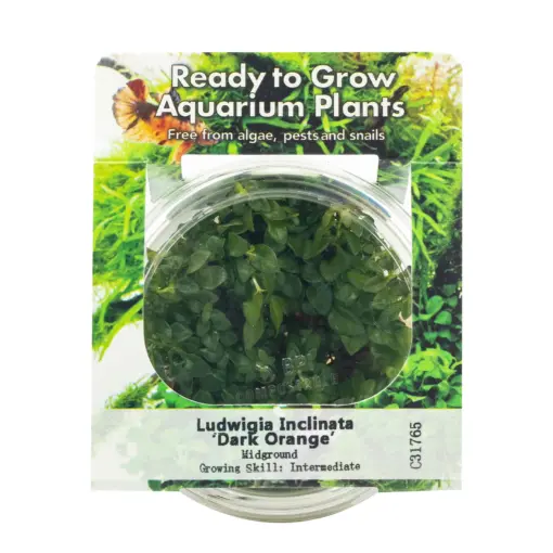 RTG Ludwigia inclinata Dark Orange