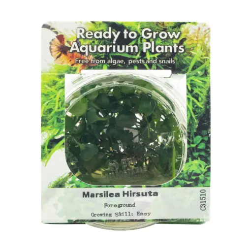 RTG Marsilea hirsuta