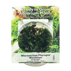 RTG Microsorum pteropus Windelov