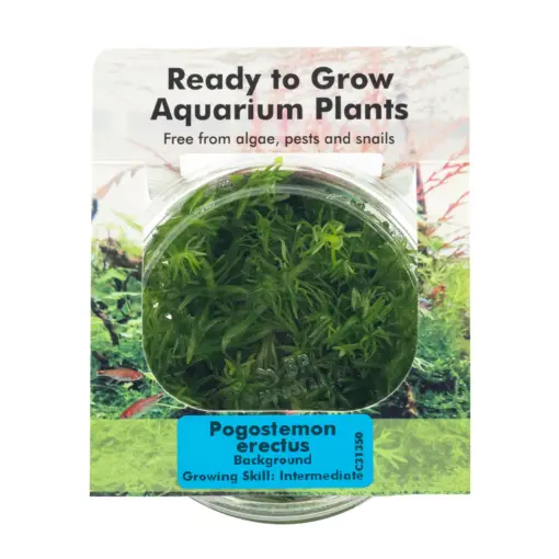 RTG Pogostemon erectus