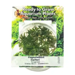 TG Pogostemon Helferi