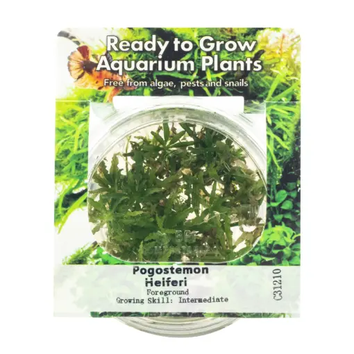 TG Pogostemon Helferi