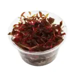 RTG Althernanthera Reineckii Mini