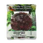 RTG Althernanthera Reineckii Mini