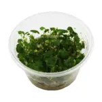RTG Hydrocotyle Tripartita