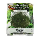RTG Hydrocotyle Tripartita
