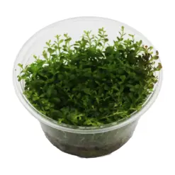 RTG Rotala Rotundifolia