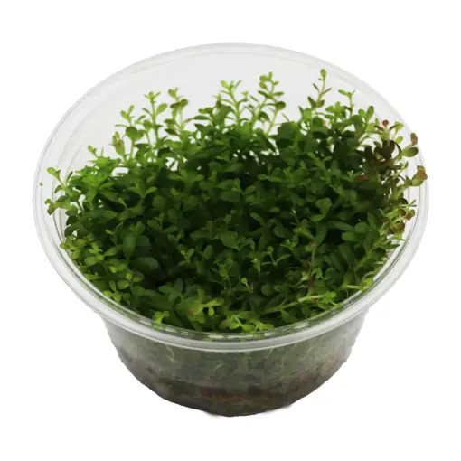 RTG Rotala Rotundifolia