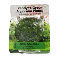 RTG Rotala Rotundifolia