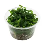 RTG Staurogyne Repens
