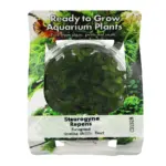 RTG Staurogyne Repens