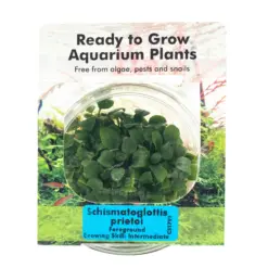 RTG Schismatoglottis prietoi