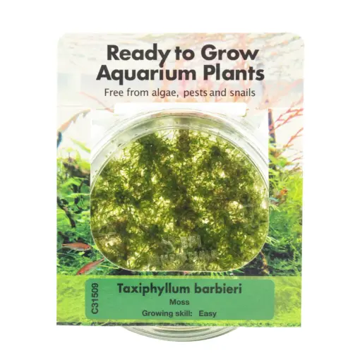 RTG Taxiphyllum barbieri