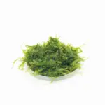 Vesicularia ferriei or Weeping Moss