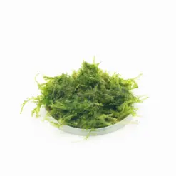 Vesicularia ferriei or Weeping Moss