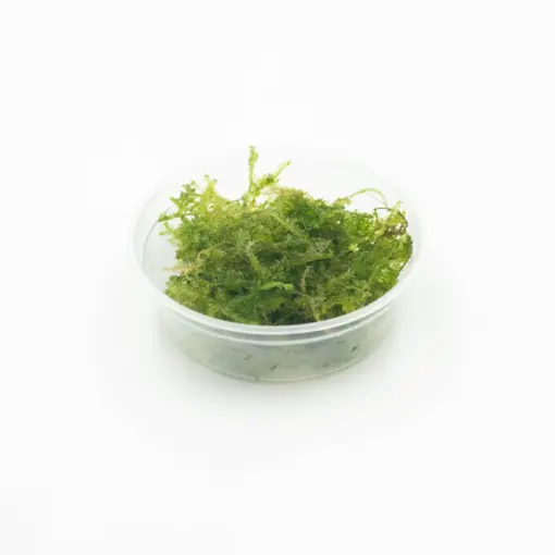Vesicularia ferriei or Weeping Moss 5x5cm