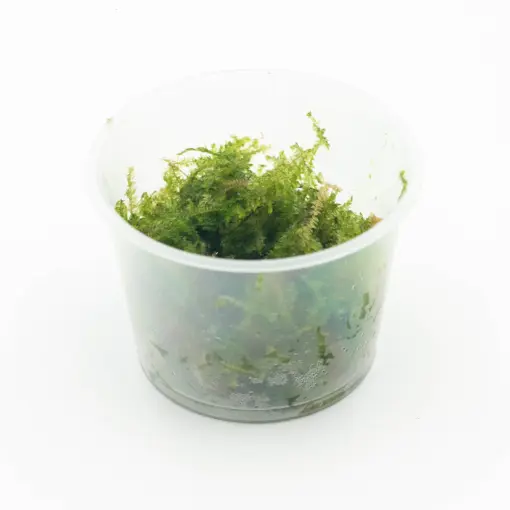 Vesicularia ferriei or Weeping Moss 10x10cm