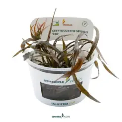 Dennerle Cryptocoryne Spiralis Red