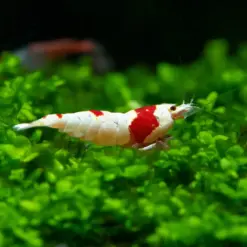 Pure Red Line Shrimp