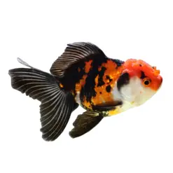 Red and Black Oranda or Carassius auratus