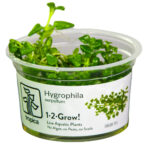 Tropica Hygrophila serpyllum