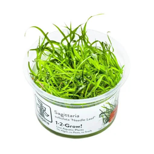 Tropica Sagittaria Subulata Needle Leaf