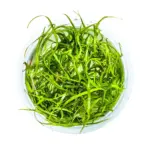 Tropica Sagittaria Subulata Needle Leaf