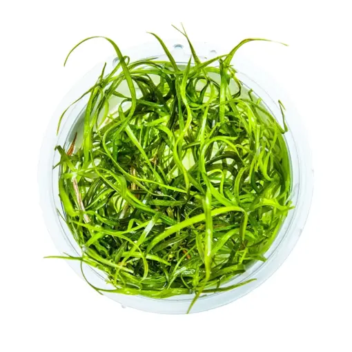 Tropica Sagittaria Subulata Needle Leaf