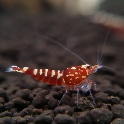 Mixed Red Pinto Shrimp