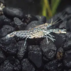 Blue Dwarf Mexican Crayfish