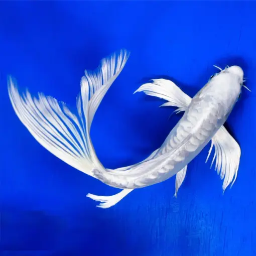 Platinum Butterfly Koi or Cyprinus carpio Platinum Butterfly Koi or Cyprinus carpio