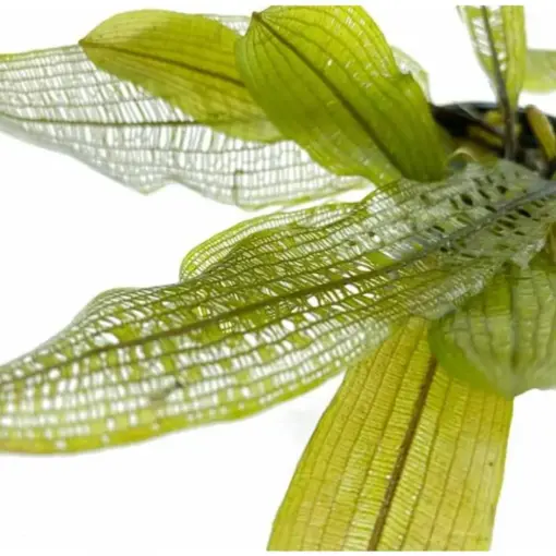 Dennerle Madagascar Lace Bulb