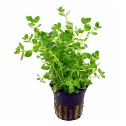 Kaiser Aquatics Rotala Rotundifolia Green