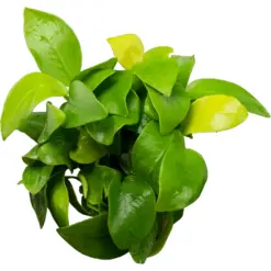 Stoffels Anubias barteri var nana Golden