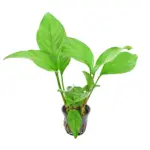 Stoffels Anubias heterophylla Congensis