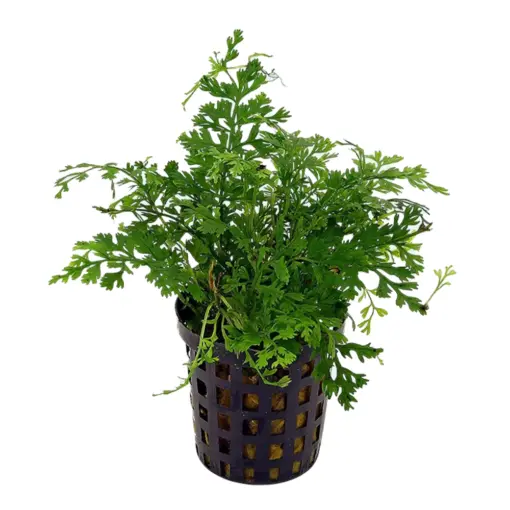 Stoffels Bolbitis heteroclita difformis Stoffels Bolbitis heteroclita difformis