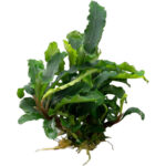 Stoffels Bucephalandra sp. Green Velvet