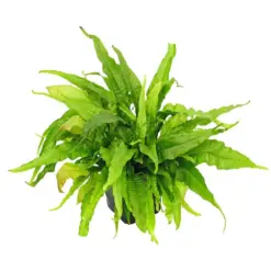 Stoffels Microsorum pteropus