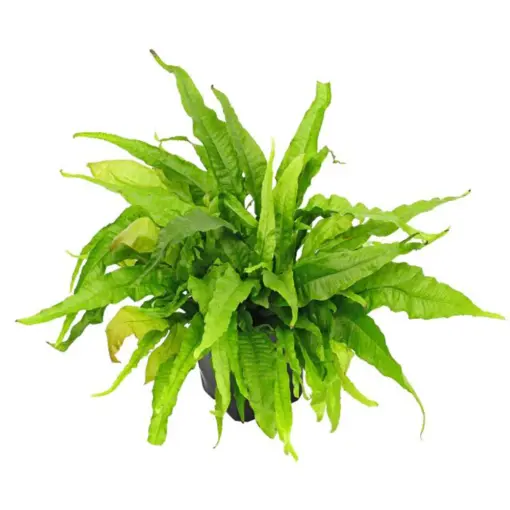 Stoffels Microsorum pteropus