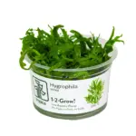 Tropica Hygrophila odora