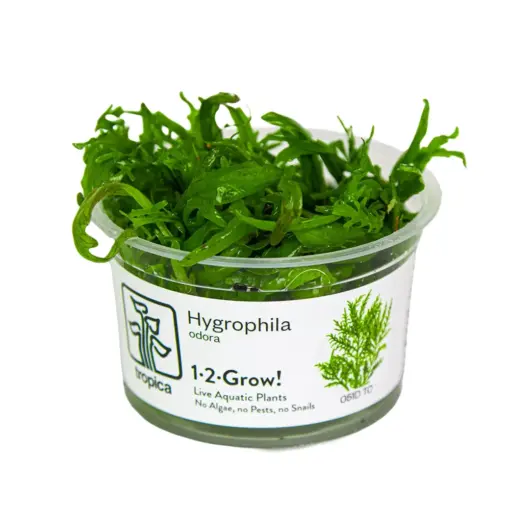 Tropica Hygrophila odora Tropica Hygrophila odora