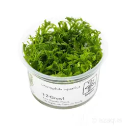 Tropica Limnophila Aquatica