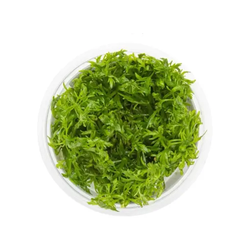 Tropica Limnophila Aquatica