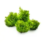 Tropica Riccardia Chamedryfolia