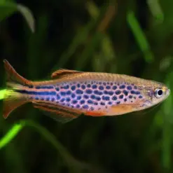 Spotted Danio (Danio nigrofasciatus)