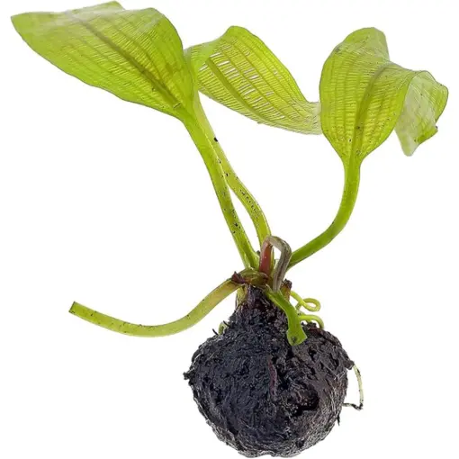 Dennerle Madagascar Lace Bulb